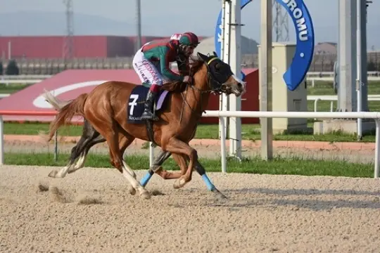 KOCAELİ TAHMİNLERİM - 28 NİSAN