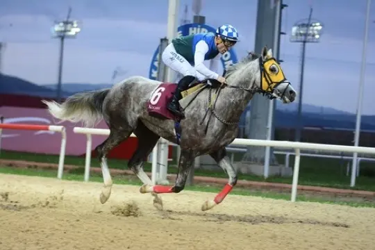 KOCAELİ TAHMİNLERİM - 12 MAYIS